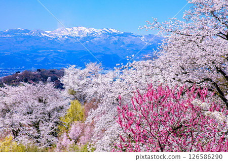 Hanamiyama and Azuma Kofuji in full bloom (Fukushima City, Fukushima Prefecture, April) 126586290