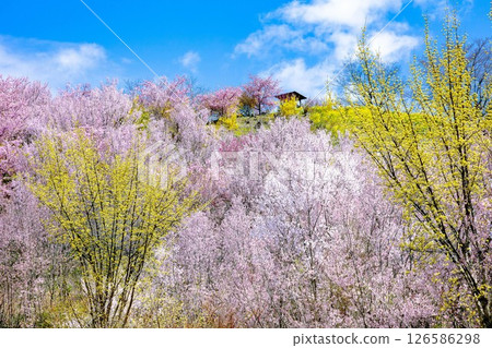 春天的花見山（福島縣福島市，4月） 126586298