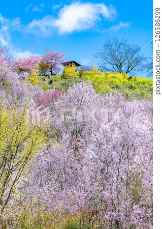 春天的花見山（福島縣福島市，4月） 126586299