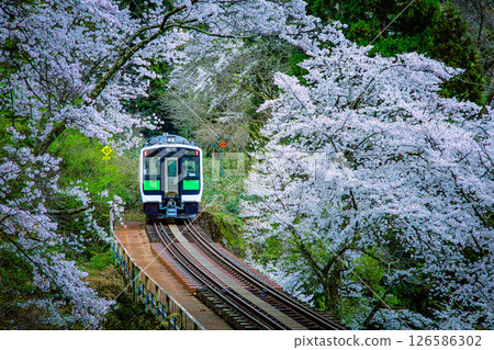 A Tadami Line train running through a tunnel of cherry blossoms (Yanaizu Town, Fukushima Prefecture, late April) 126586302
