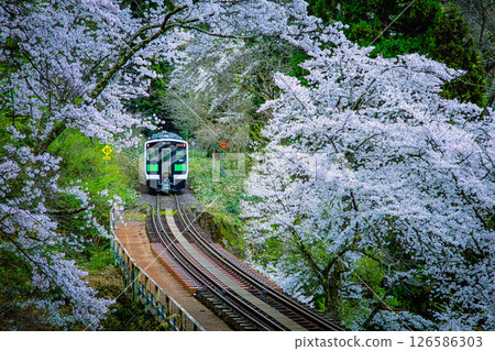行駛在櫻花隧道中的只見線列車（福島縣柳津町，4月下旬） 126586303