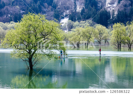 Fresh greenery in the "Submerged Forest of Lake Shirakawa" (Iide Town, Yamagata Prefecture, late April) 126586322
