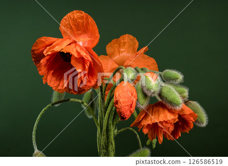 Vibrant Orange Poppy Blooms and Fuzzy Buds on Dark Green 126586519