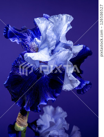 Majestic Blue Iris Bloom Against a Deep Blue Backdrop 126586527