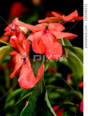 Vibrant Orange Impatiens Flowers and Bud on Black 126586531