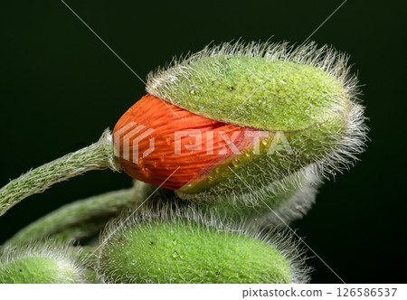 Orange Poppy Bud Unfurling on a Dark Backdrop 126586537