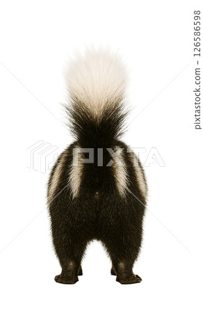 Full body photo of a striped skunk from behind 126586598