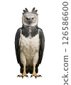 Full-body frontal photograph of a Harpy Eagle 126586600