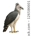 Sideways full-body photo of a Harpy Eagle 126586601