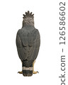 Full body photo of a Harpy Eagle from behind 126586602
