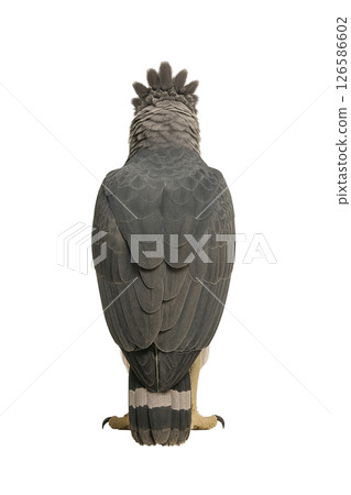 Full body photo of a Harpy Eagle from behind 126586602