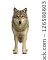 Wolf frontal full body photo 126586603