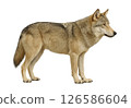Sideways full body photo of a wolf 126586604