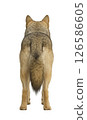 Wolf's back view, full body photo 126586605