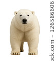 Polar bear full body front view 126586606