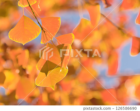 Autumn leaves 126586690