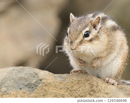 Chipmunk eating food on a stone Chipmunk eating food on a stone 126586696