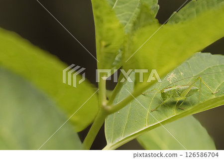 A false grasshopper resting on a leaf A false grasshopper resting on a leaf 126586704