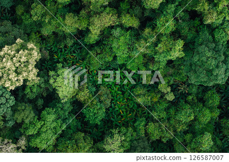 aerial shot captures the vibrant and varied canopy of a tropical forest. 126587007