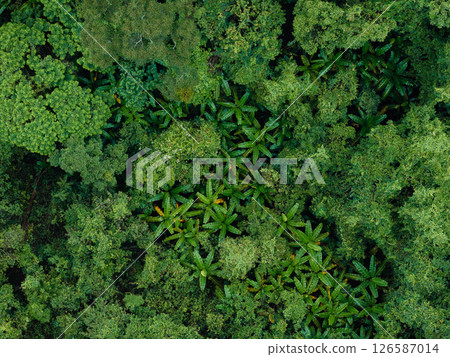 aerial shot captures the vibrant and varied canopy of a tropical forest. aerial shot captures the vibrant and varied canopy of a tropical forest. 126587014