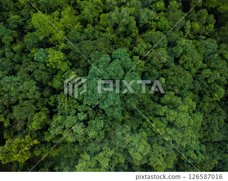 aerial shot captures the vibrant and varied canopy of a tropical forest. 126587016