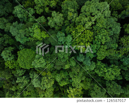 aerial shot captures the vibrant and varied canopy of a tropical forest. aerial shot captures the vibrant and varied canopy of a tropical forest. 126587017