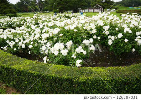 Rose flower Rose flower 126587031