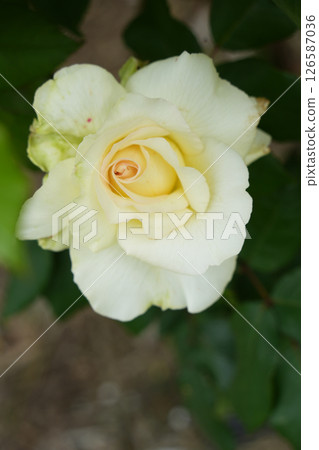Rose flower Rose flower 126587036