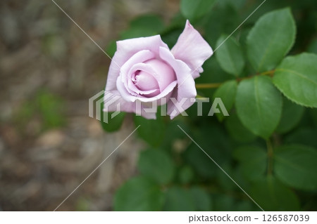 玫瑰花 玫瑰花 126587039