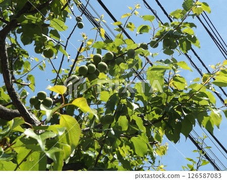 我花園裡的李子距離收成還很遠。 126587083