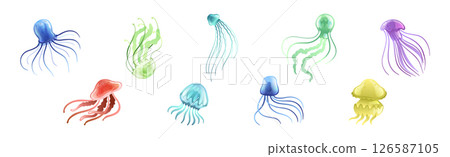 Jellyfish and Sea Jelly as Free-swimming Marine Animal Vector Set 126587105