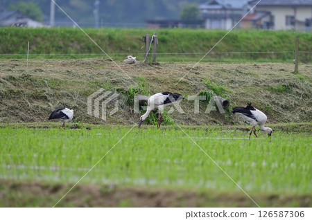 Stork 126587306