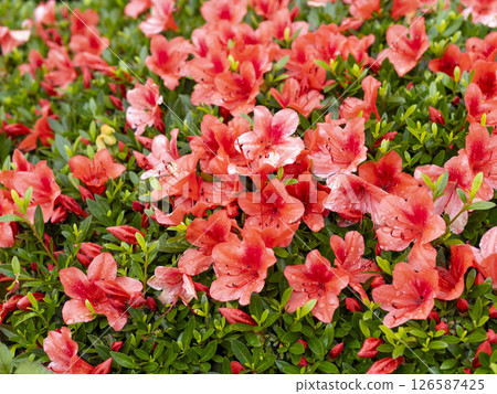 Vivid azaleas wet with rain 126587425