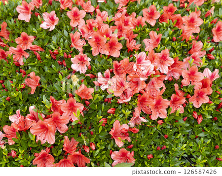 Vivid azaleas wet with rain Vivid azaleas wet with rain 126587426