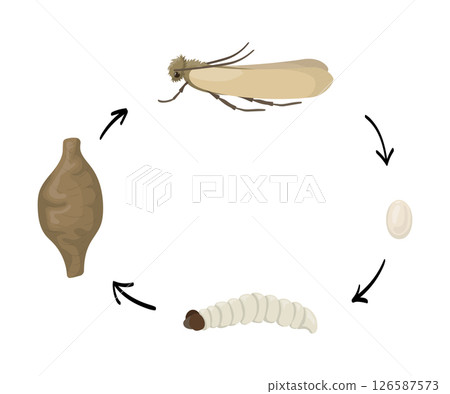 Clothes moth life cycle, four stages of development Clothes moth life cycle, four stages of development 126587573