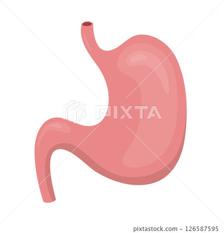Human stomach representing digestive system on white background 126587595