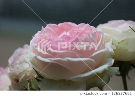 Pink rose flowers are blooming in the rose garden 126587691