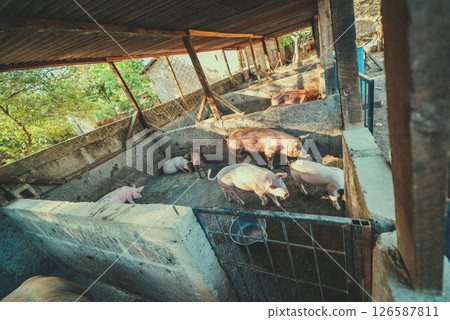 Pigs in a home pig farm. View of beautiful home pigs in a pig farm. Pigs in a home pig farm. View of beautiful home pigs in a pig farm. 126587811