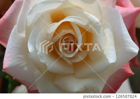 White Rose White Rose 126587824