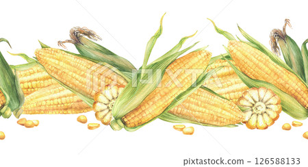 Golden maize cobs seamless border Yellow sweet cut and whole corncob, kernel of corn. Watercolor realistic vegetables food pattern. Hand drawn illustration for food labelling Isolated from background 126588133