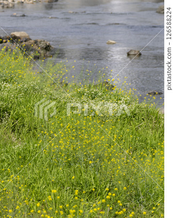 Scenery along the Inagawa River with rape blossoms in bloom 126588224
