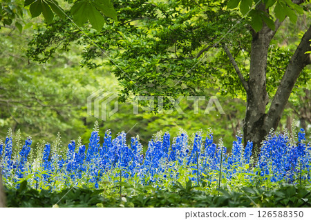 新鮮的綠樹和藍色的花朵 新鮮的綠樹和藍色的花朵 126588350