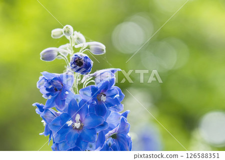 藍色飛燕草 藍色飛燕草 126588351