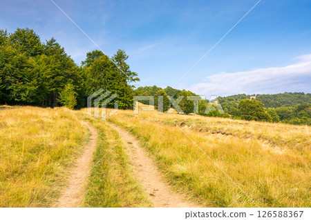 mountain landscape with beech trees along the dirt road uphill. remote countryside. late summer scenery with hill in yellow grass. primeval forest on the hillside. blue sky with clouds on a sunny mountain landscape with beech trees along the dirt road uphill. remote countryside. late summer scenery with hill in yellow grass. primeval forest on the hillside. blue sky with clouds on a sunny 126588367