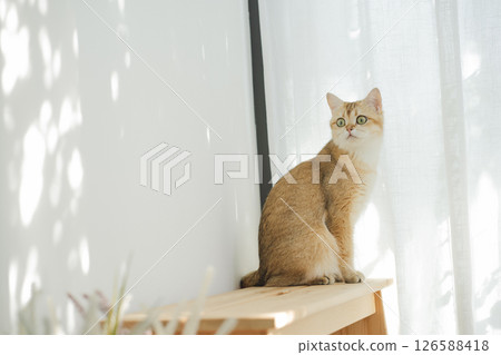 pet care concept with british cat relax and play in living room 126588418
