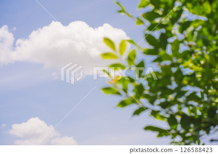 nature and landscape concept with tree with cloud and sky background nature and landscape concept with tree with cloud and sky background 126588423