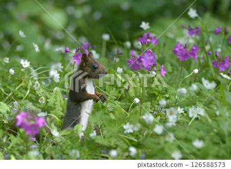 Hokkaido squirrel and primrose Hokkaido squirrel and primrose 126588573
