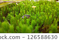 苔蘚世界2 126588630