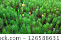 苔蘚的世界 126588631