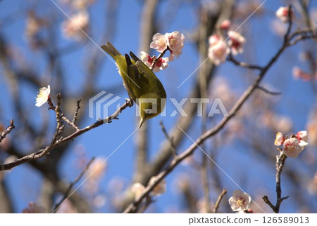 Meiro and plum 126589013